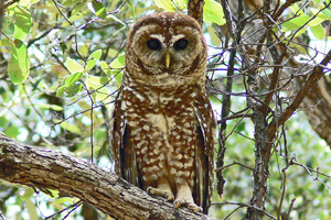 Lazy Owl Image